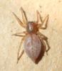 Clubiona comta